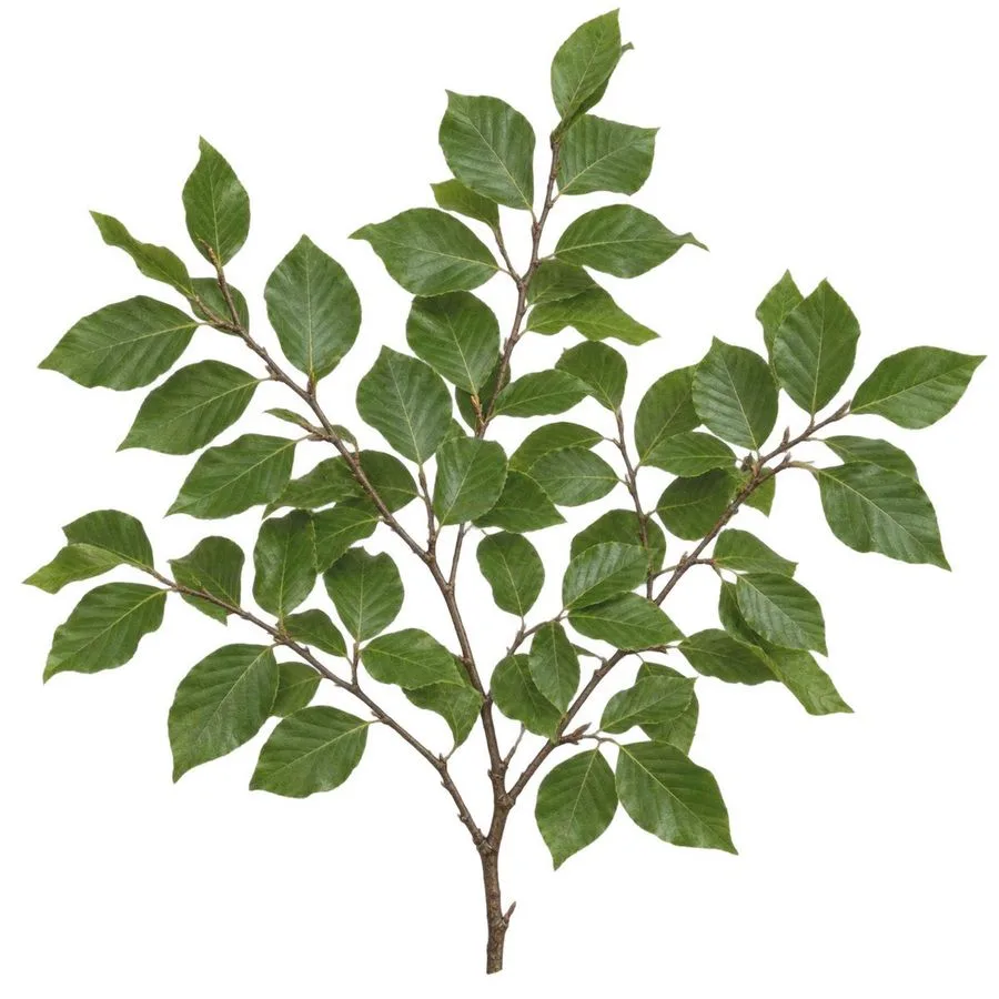 Botanical Branch Isolated White, AI generated image