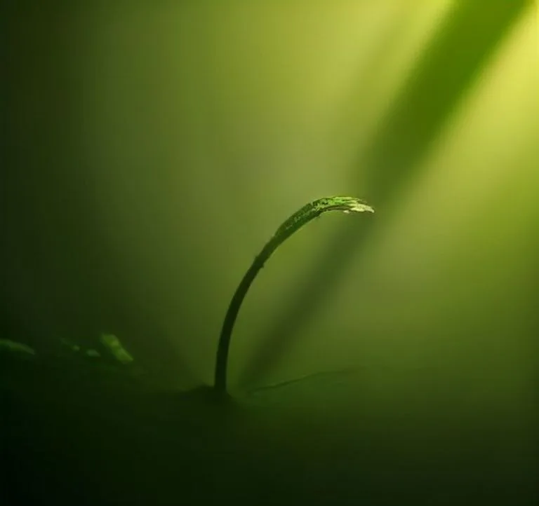 Dew Cathedral, AI generated image