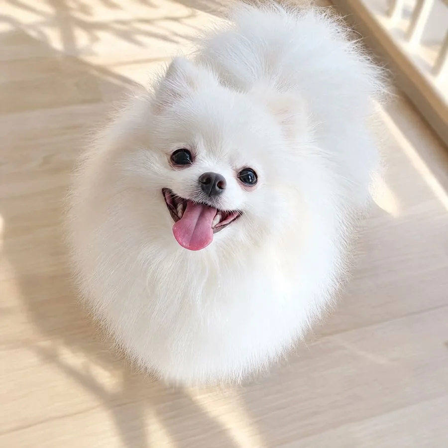 Hyper Realistic Pomeranian Photo, AI generated image