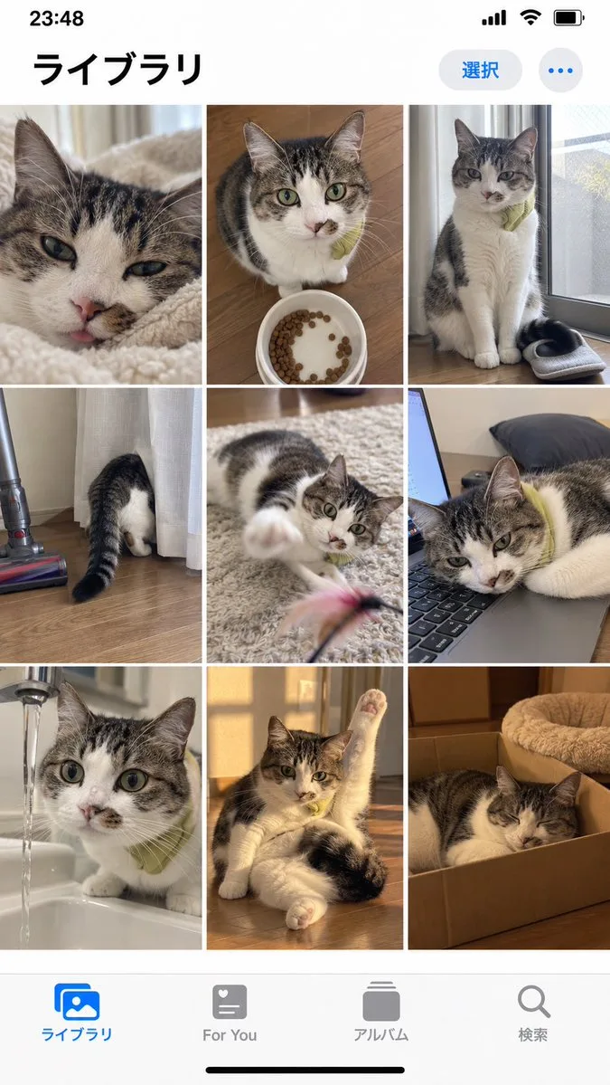 Iphone Photo Library Cat Grid, AI generated image