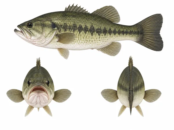 Largemouth Bass Reference Sheet, AI generated image