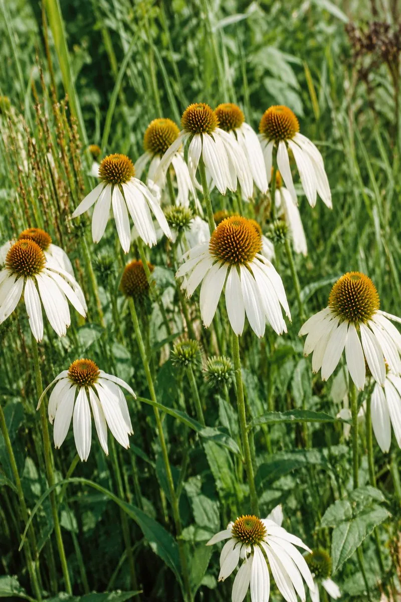Unblur Motion Blur Flowers, AI generated image